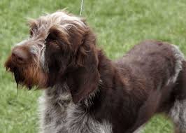 Image result for český fousek stavba těla