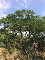 Image result for Burkea africana