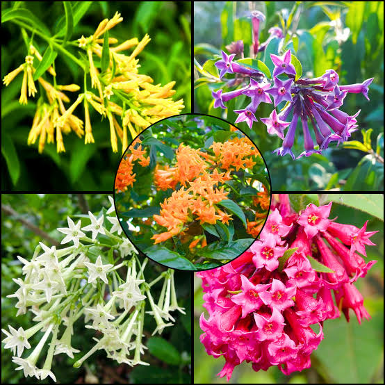Night blooming flowers