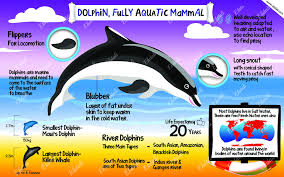 Dolphin Marine Mammal Poster Charts Kids Education