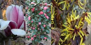 Daphne is a genus of flowering shrubs with an incredibly sweet scent and bright red berries. Spring Plants Flowering Shrubs Scented Shrubs London Uk