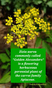 Image result for Afroligusticum