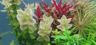 Image result for Rotala capensis