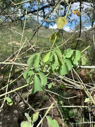 Image result for Adenia fruticosa