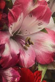 Alstroemeria Beautiful Flowers Flower Garden Pretty Flowers