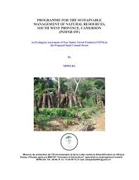 Image result for Afrostyrax kamerunensis