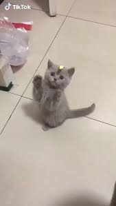 Watch The Video And Join The Fun Convo With 9gag Community Cute Baby Animals Funny Animal Videos Cute Animals