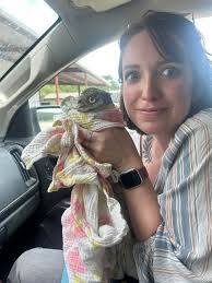 Owls recovering after being hit by cars