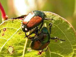 How To Protect Your Garden From Japanese Beetles Japanese Beetles Garden Pests Plant Pests