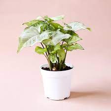 We have handy paddles to scoop the butterfly up and set it back gently on the plants if they need a nudge. Syngonium Podophyllum Arrowhead White Butterfly Plants House Plants Butterfly Plants
