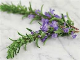 Moldavian Balm Dragonhead Seeds Baker Creek Heirloom Seed Co Heirloom Seeds Medicinal Weeds Herbs