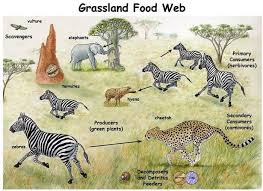 Pin By Anna Berck On For The Kids Grassland Habitat Ecosystems Diorama Biomes