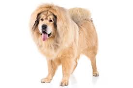 Maybe you would like to learn more about one of these? Tibetan Mastiff Dog Breed Information