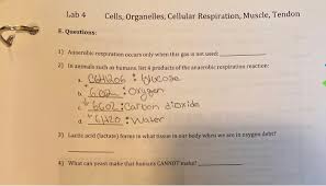 Respiration happens in the cells of plants, animals and humans, mainly inside mitochondria, which cellular energy factories. Lab 4 Cells Organelles Cellular Respiration Chegg Com
