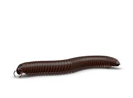 How do millipedes help the environment? Millipedes How To Get Rid Of Millipedes Raid Bug Basics