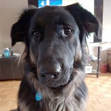 How big will my dog gets calculator kg. My Dog Ate Chocolate And He Was Fine So What S The Big Deal Office For Science And Society Mcgill University