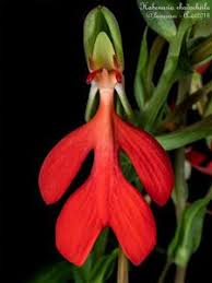 Image result for Habenaria rhopalostigma