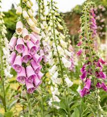 The perennial is an open rank, 4v4 osu! 25 Best Perennial Flowers Ideas For Easy Perennial Flowering Plants