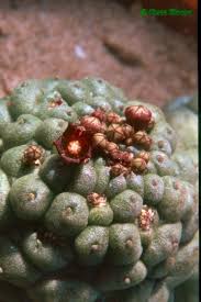 Image result for Kanahia