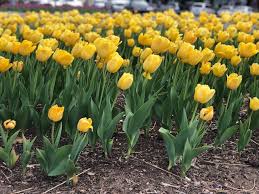 While their services include lawn care, fertilization, and pest control, it is their commitment to customer satisfaction that sets them apart from other lawn service companies in west springfield. Schendel Lawn And Landscape Linkedin