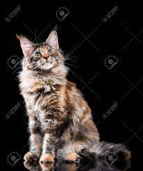 The unique personality of tortoiseshell cats. Portrait Of Domestic Tortoiseshell Maine Coon Kitten Fluffy Stock Photo Picture And Royalty Free Image Image 72260002