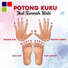 Potongkuku #drrozaimi #sunnah potong kuku, sunnah potong hari apa? Kemudi Timur Elektronik Bersama Kita Memotong Kuku Mengikut Sunnah Nabi Muhammad S A W Baginda Nabi Muhammad S A W Mempunyai Urutan Memotong Kuku Jika Ingin Tahu Lebih Lanjut Rujuk Pada Gambar Dibawah Ktecare Jumaat