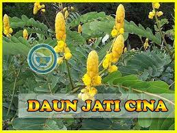 Maybe you would like to learn more about one of these? Teh Jati Cina Adalah Minuman Teh Daun Jati Cina Herbal Facebook