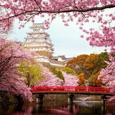 In japan, 'sakura' does not refer to a single type of flower, but rather, several types of japanese cherry blossom trees! Japanese Cherry Blossom Or Sakura Trees Garden At Himeji Castle In Japan Sakura Tree Japanese Cherry Blossom Japan Sakura