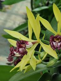 Image result for Vanilla imperialis