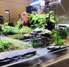 Paludarium Carnivorous Plant Galleries Aquascape Paludarium Blog Carnivorous Plants Fish Plants Aquascape