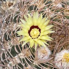 Image result for Oncocalyx bolusii