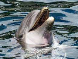 pin on oceanografia