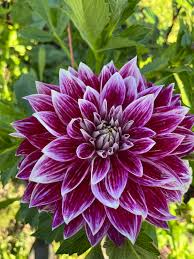 Bradley Aaron — Bellingham Flower Farm