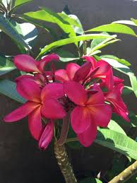 Ana P Wildfire Frangipani Flowers Plumeria