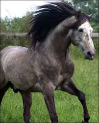 Untitled Document Horse Pictures Horses Wild Horses