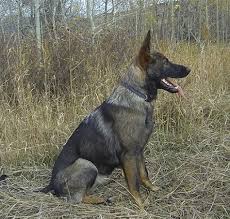 In such cases, the part mainly affected is their back. 680 Dark Sable German Shepherd Dogs Ideas In 2021 German Shepherd Dogs Sable German Shepherd German Shepherd