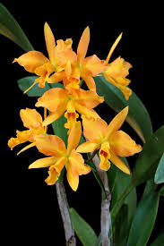 Cymbidium orchids like bright light but not hot, burning sun. Cattleya Okay W Cats Cattleya Orchid Cattleya Orchid Flower