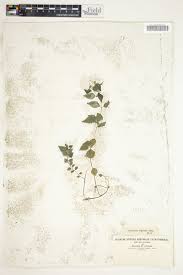 Image result for Droguetia iners