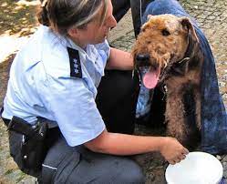 hitzekollaps drohte mit vorschlaghammer hund befreit nachrichten aus baden wurttemberg aktuell bei pz news de pforzheimer hunde airedale terrier terrier