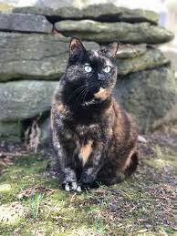 The calico's eyes can come in many colors, including blue, yellow, green and in between. Tortoiseshell Cat Wikipedia