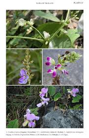 Image result for Ophrestia