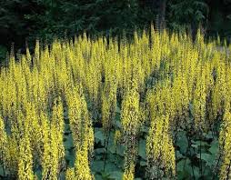 Image result for Ligularia sibirica