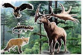 Check spelling or type a new query. Karakteristik Tipe Lokasi Flora Dan Fauna Benua Kontinental Geografi Thpanorama Jadikan Diri Anda Lebih Baik Hari Ini