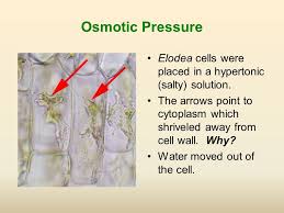 This phenomenon is known as plasmolysis. Movement Through The Membrane Ppt Download