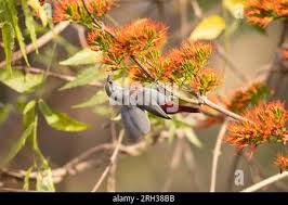 Image result for Combretum paniculatum