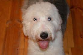 During this time perfu has bred/exhibited many oes champions. Stunning Old English Sheepdog With Two Blue Eyes For Sale In Fort Collins Colorado Classified Americanlisted Com