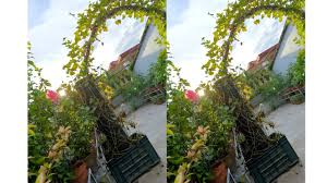 Buy sweet potato plant online at bestseedsonline.com. Sweet Potato Vine Gate Sweet Potato Vine Tower Garden Decoration Idea Banani S Garden Youtube