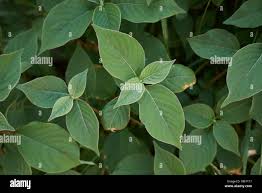 Image result for Achyranthes aspera