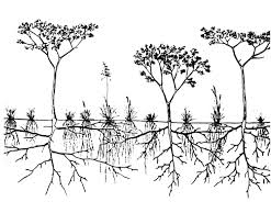 Notes On Phenology Last Updated In 2000 Introduction Phenology As Broadly Defined As The Periodicity Of Biological Phenomena In Relation To Climate Is A Crucial Aspect Of Any Effort Towards Predicting Seasonal Patterns Of Carbon Exchange Between