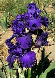 Maybe you would like to learn more about one of these? Autumn Rain Bulb Flowers Purple Garden Iris Flowers
